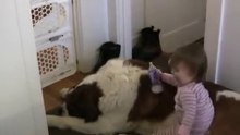 Toddler Tries Ride St. Bernard - (Dog Ain't Having It)