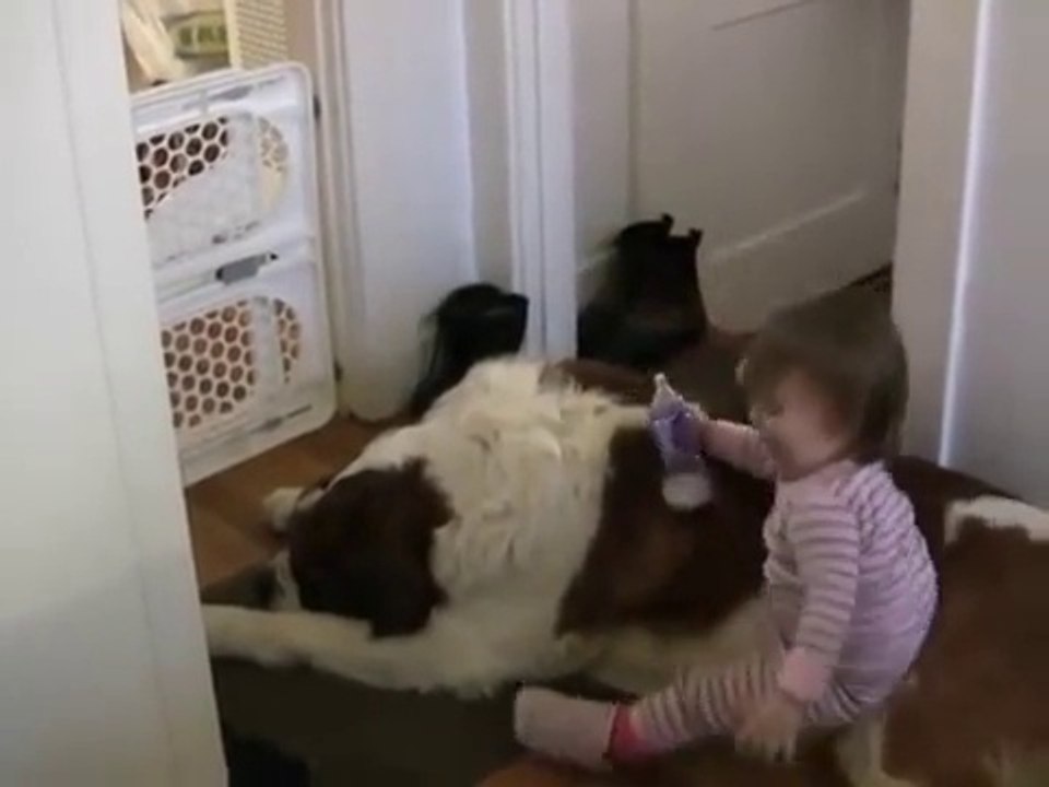 Toddler Tries Ride St. Bernard - (Dog Ain't Having It)