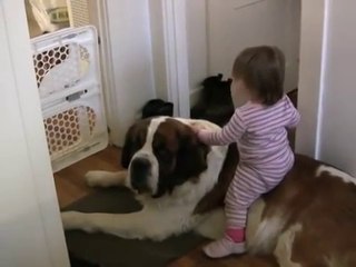 Toddler Tries Ride St. Bernard - (Dog Ain't Having It)