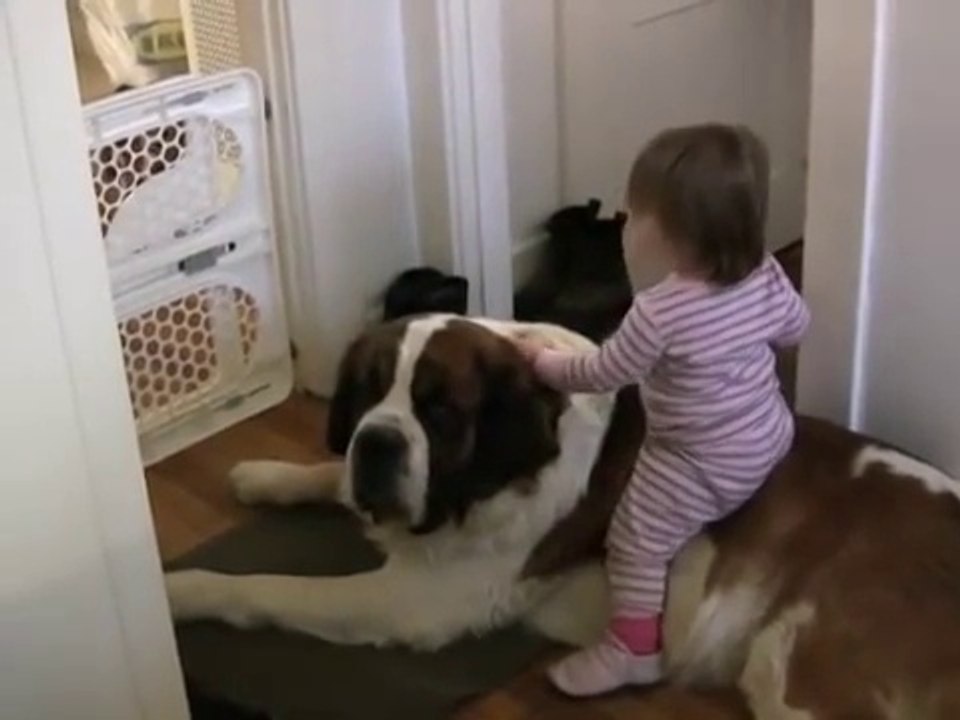 Toddler Tries Ride St. Bernard - (Dog Ain't Having It)