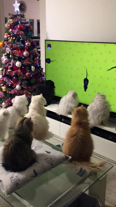 Cats Watch TV Together