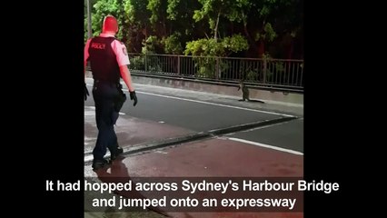 Wild wallaby leads Aussie cops on hop-speed chase