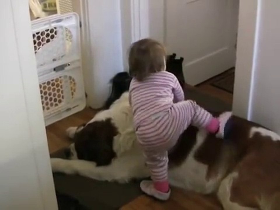 Toddler Tries Ride St. Bernard - (Dog Ain't Having It)