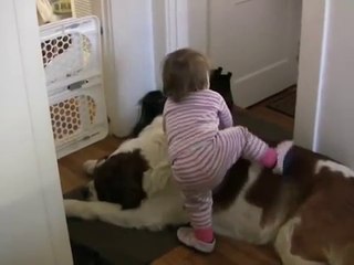 Toddler Tries Ride St. Bernard - (Dog Ain't Having It)