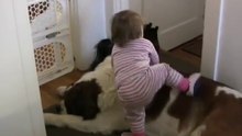 Toddler Tries Ride St. Bernard - (Dog Ain't Having It)