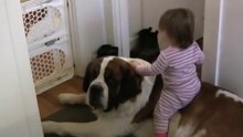 Toddler Tries Ride St. Bernard - (Dog Ain't Having It)
