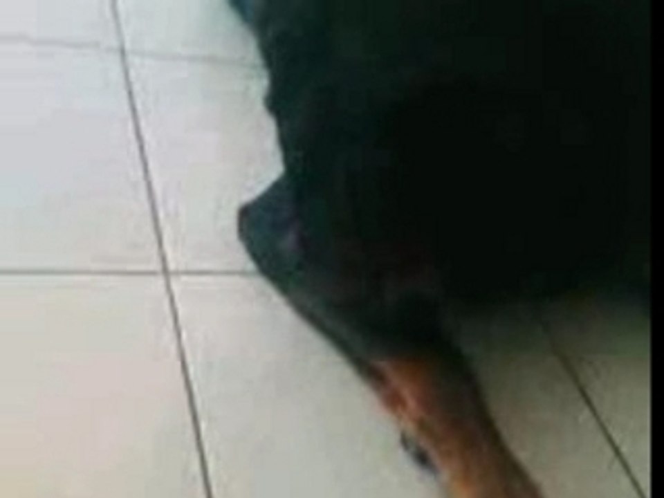 ROTTWEILER QUI JOUE COMME UN BEBE