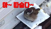 [자막뉴스] 참새들이 왜?...누리꾼 사이에서 화제 된 사진 두 장 / YTN