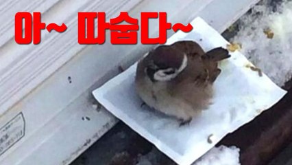 [자막뉴스] 참새들이 왜?...누리꾼 사이에서 화제 된 사진 두 장 / YTN