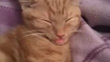 Cat's Cute Habit