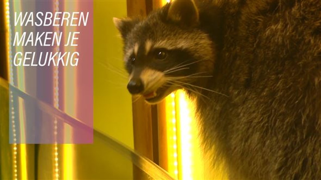 Wasberen zijn de sleutel tot geluk!