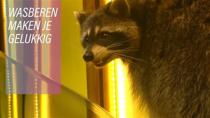 Wasberen zijn de sleutel tot geluk!