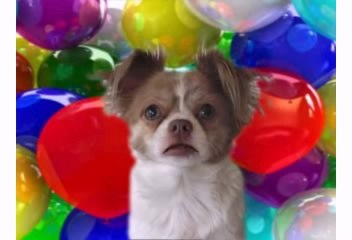 Happy Birthday! Please Subcribe! - Funny Birthday Videos