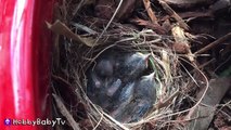 BABY Birds eat WORMS! Momma Feeds NEW B