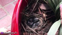 BABY Birds eat WORMS! Momma Feeds NEW Babies HobbyBabyTV-x7yGA6L