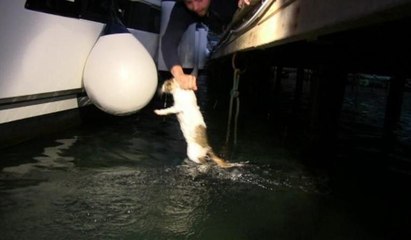 Kedi, köpekten kurtulmak için denize atladı