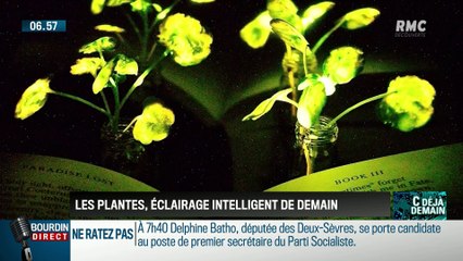 La chronique d'Anthony Morel : Les plantes pourraient devenir l'éclairage de demain - 16/01