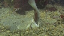 Ce poisson se cache dans le sable et surgit à une vitesse folle pour avaler d'autres poissons - Uranoscopidae ou Stargazer