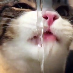 Phòng khám đa khoa Đại Đông - Cute cats #16