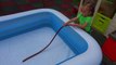 Funny Baby playing with Watermelon in pool _ Johny Johny Yes Papa Nursery Rhymes