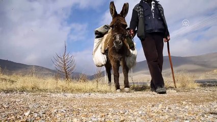'Arkadaşım eşek' şarkısını aratmayan 30 yıllık dostluk - KONYA