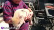 REAL SURPRISE Snorting PIGS! Horse   Farm Animals - Sheep and Goats