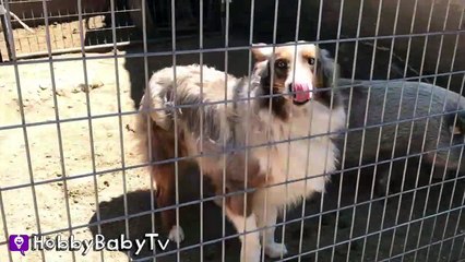 REAL SURPRISE Snorting PIGS! Horse   Farm Animals