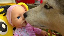 Funny Kid Doll Eating Candy & Johny Johny Yes Papa Baby Song Nursery Rhymes for Children-BaYM