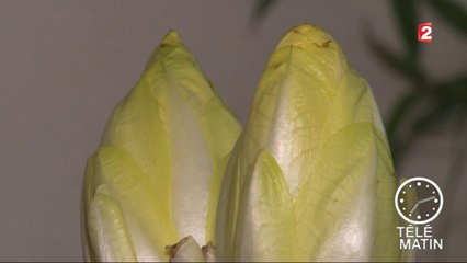 Sans frontières – Belgique : les plus gros mangeurs de « chicons »