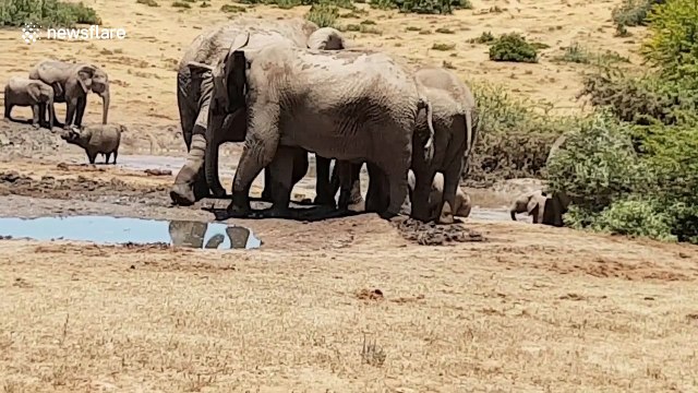 Rangers pull stricken baby elephant from mud hole
