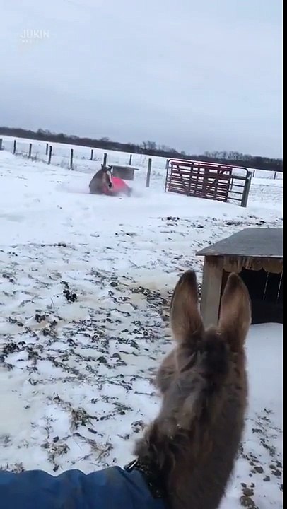 Ces chevaux se couchent de joie dans la neige !