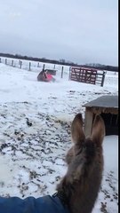 Ces chevaux se couchent de joie dans la neige !