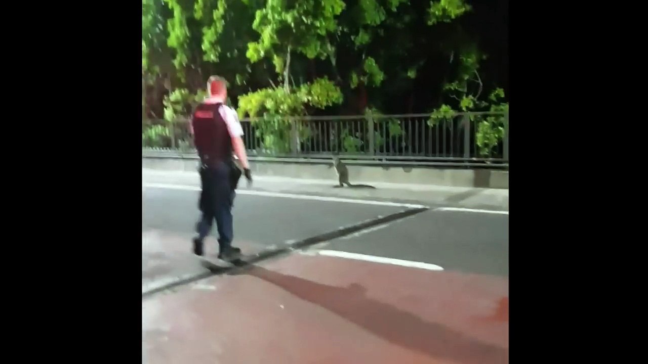 Balade d'un kangourou sur un pont autoroutier en Australie !