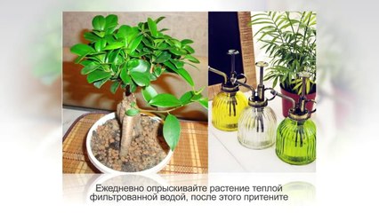 ФИКУС МИКРОКАРПА ГИНСЕНГ. Бонсай из фикуса. Уход в домашних условиях
