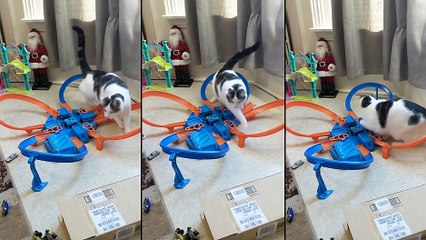 Un chat regarde une petite voiture qui se déplace dans un circuit Hot Wheels