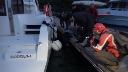 Muğla-Köpekten Kaçan Kedi Ölümden Döndü