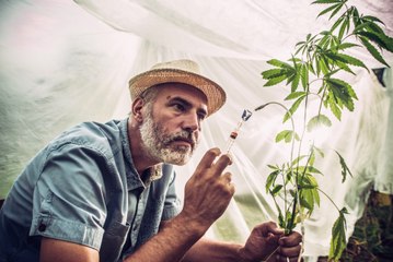 La Grèce légalise le cannabis à des fins thérapeutiques