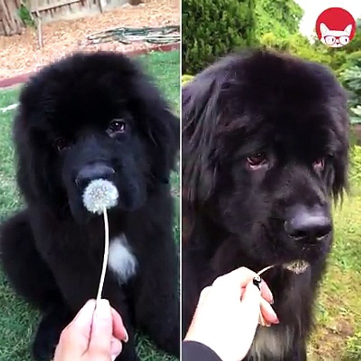 I NEED A NEWFOUNDLAND ❤️