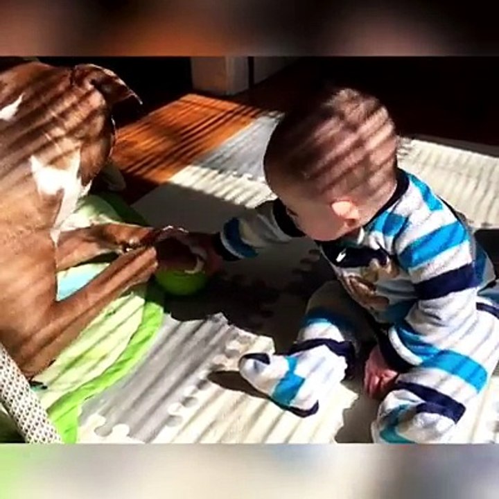 That's why I love Pit bull!   
