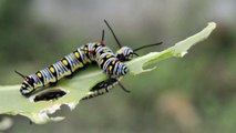 Caterpillars Eating - Sibtein Alibhai