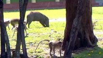 Boar eating baby Bonnet macaque