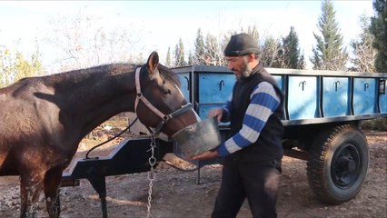 الحصار يفاقم معاناة مربي الخيول بريف حمص