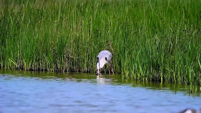 Heron eating Rabbit