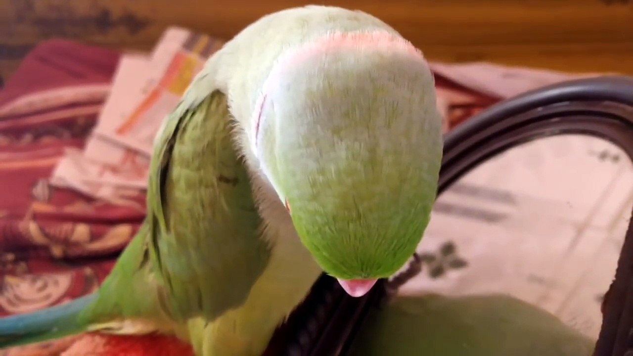 Parrot talk everything