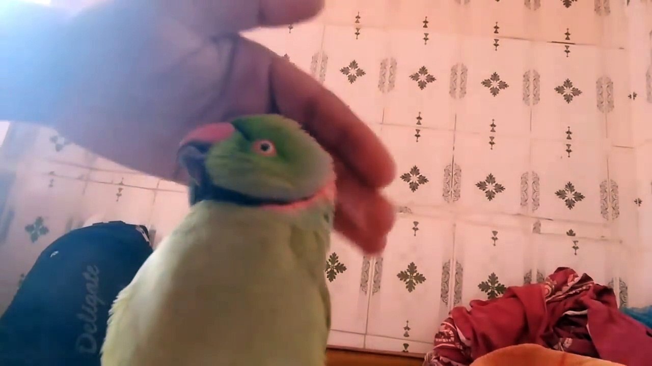 Ringneck parrot Laugh like crazy must watch