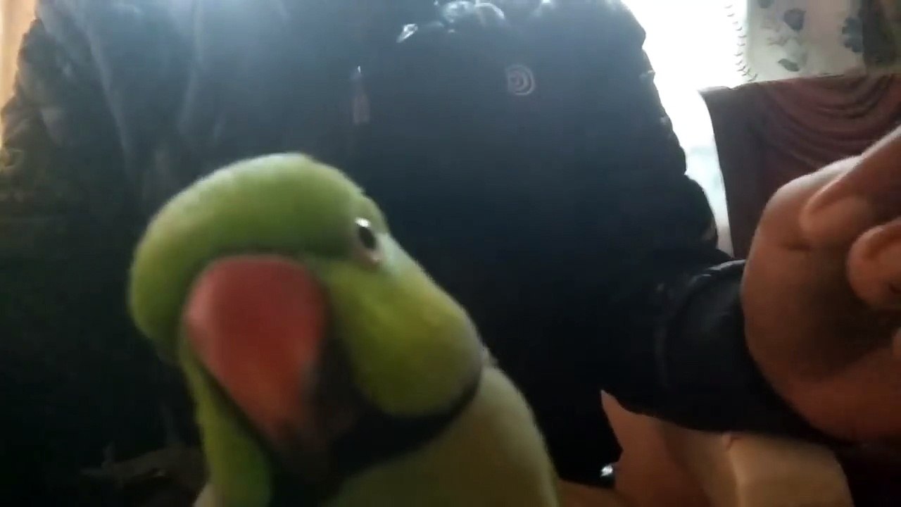 Mitthu the Indian best ringneck parrot
