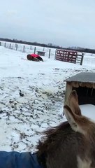 Ces chevaux se couchent de joie dans la neige !