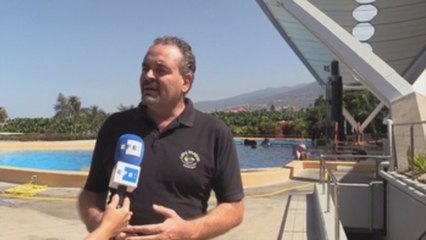 El cóctel de tóxicos en el mar afecta al sistema inmunológico de las orcas