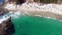 Whale visits beachgoers in Laguna Beach 8_8_17