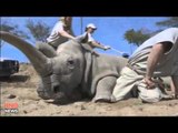 Nola, one of only four remaining northern white rhinos, dies in San Diego